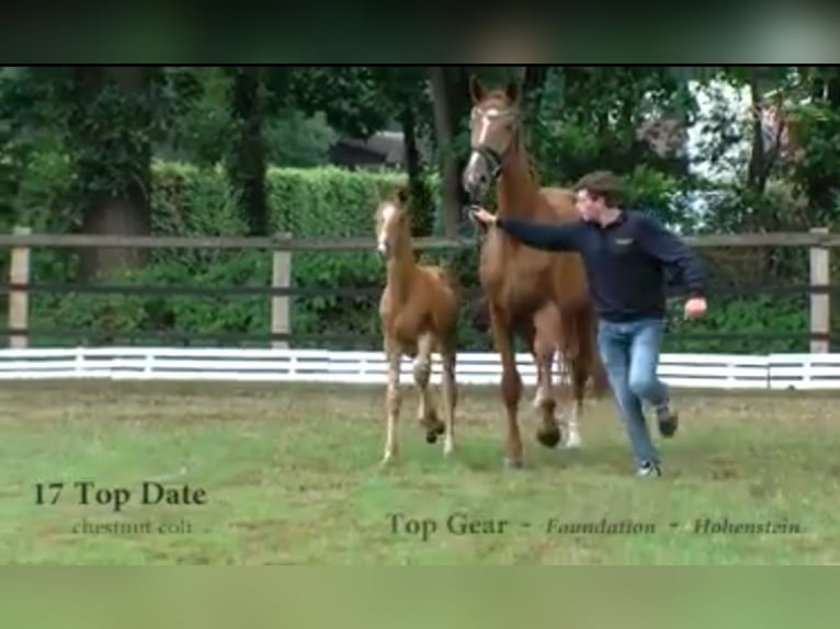 Oldenburg Mare 11 years 17 hh Chestnut-Red in BROCKUM