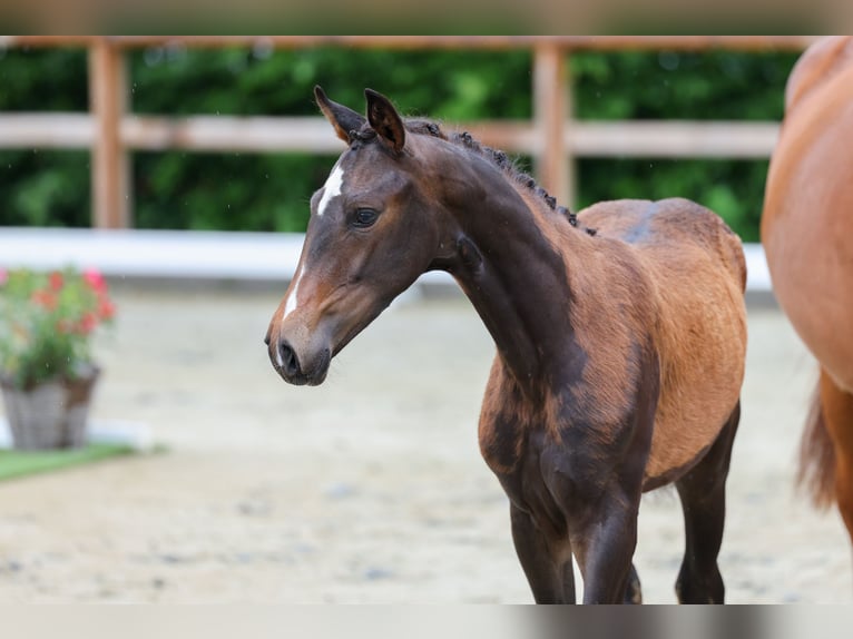 Oldenburg Mare 11 years 17 hh Chestnut-Red in BROCKUM