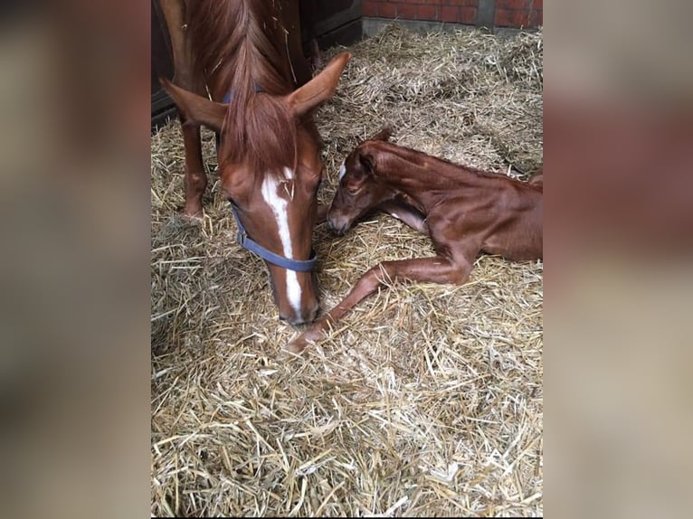 Oldenburg Mare 11 years 17 hh Chestnut-Red in BROCKUM