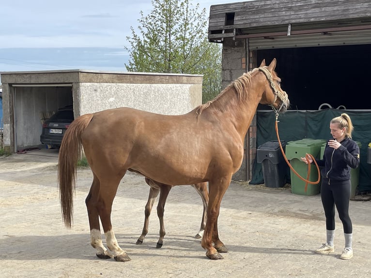 Oldenburg Mare 11 years 17 hh Chestnut-Red in Meinerzhagen