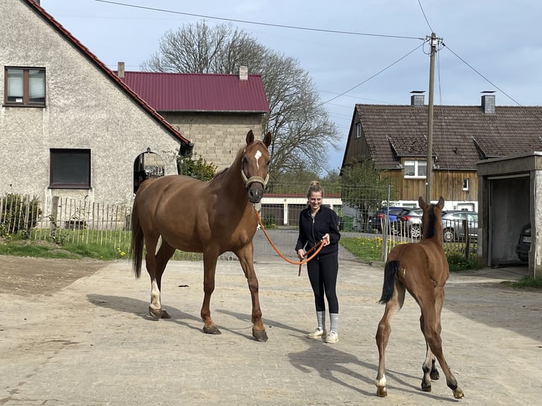 Oldenburg Mare 11 years 17 hh Chestnut-Red in Meinerzhagen