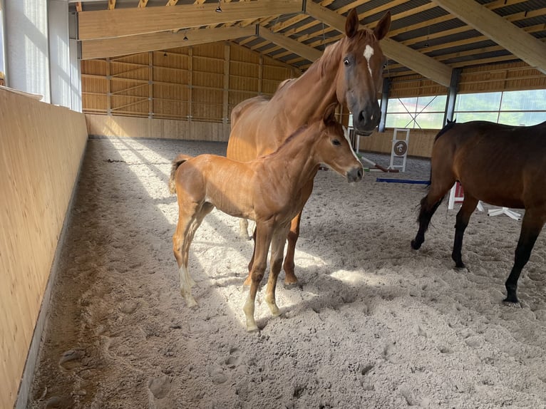 Oldenburg Mare 11 years 17 hh Chestnut-Red in Meinerzhagen