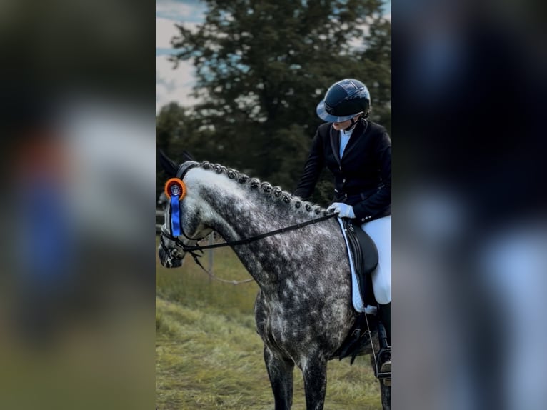 Oldenburg Mare 11 years 17 hh Grey-Dapple in Barsinghausen
