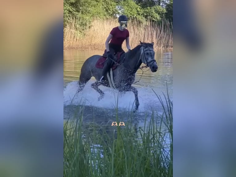 Oldenburg Mare 11 years 17 hh Grey in Barsinghausen