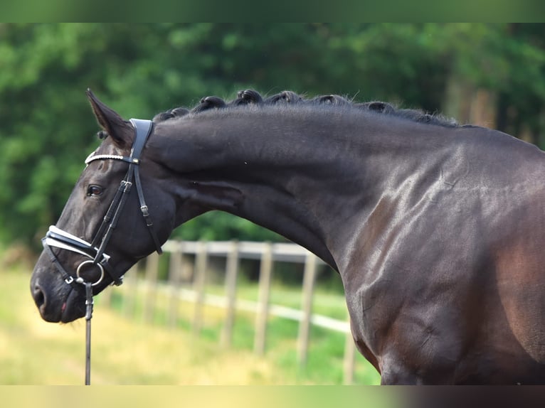 Oldenburg Mare 11 years 17 hh Smoky-Black in J&#xFC;rgenshagen