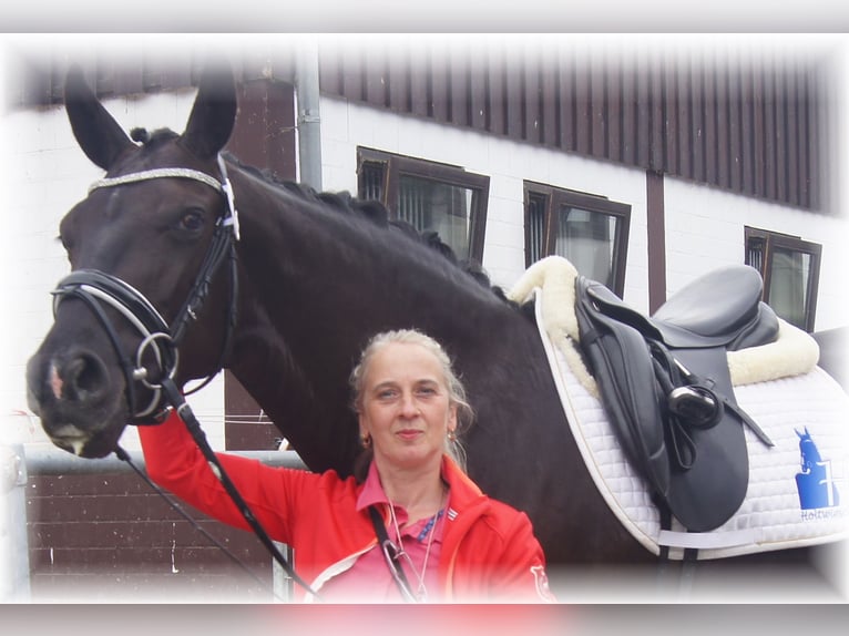 Oldenburg Mare 11 years in Löningen