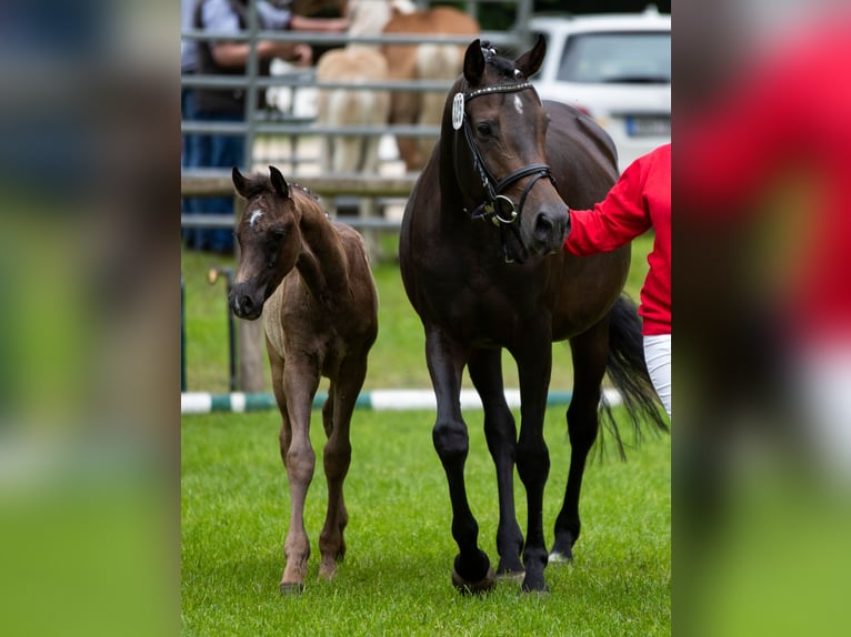 Oldenburg Mare 12 years 14,3 hh Smoky-Black in Walchum