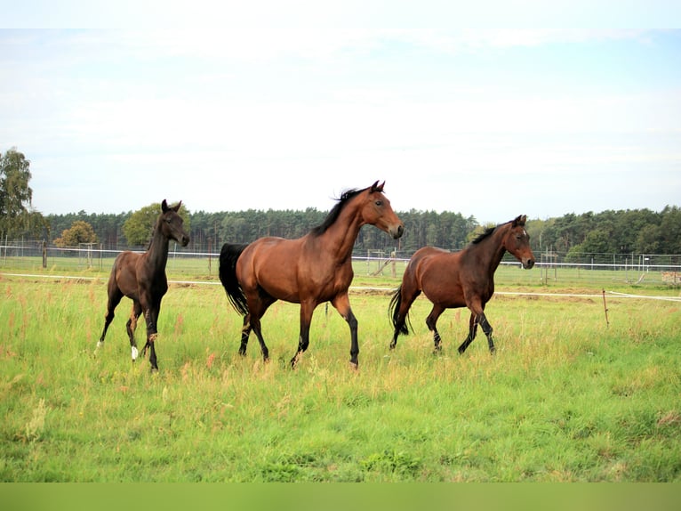 Oldenburg Mare 12 years 16.1 hh Brown in Gahro