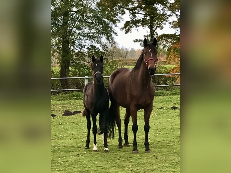 Oldenburg Mare 12 years 16,1 hh Brown in Bakum