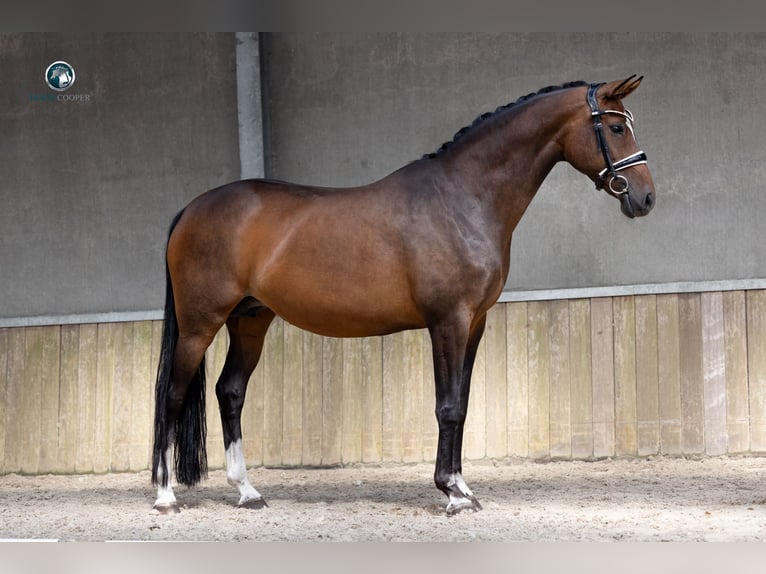 Oldenburg Mare 12 years 16,1 hh Brown in MOL