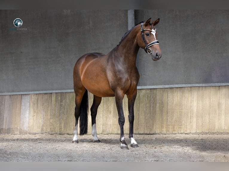Oldenburg Mare 12 years 16,1 hh Brown in MOL