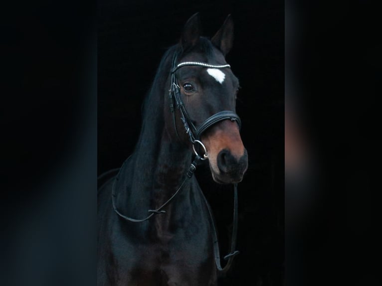 Oldenburg Mare 12 years 16,1 hh Brown in Oberursel