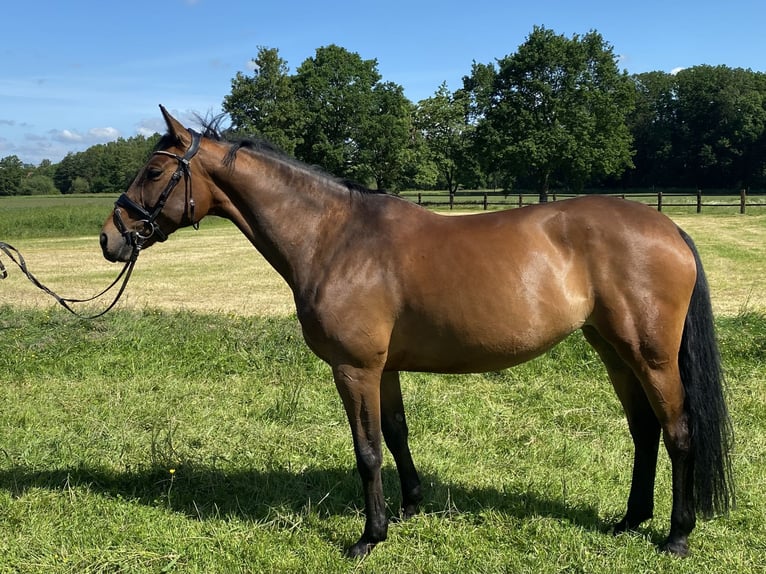 Oldenburg Mare 12 years 16.1 hh Brown in Kirchlengern