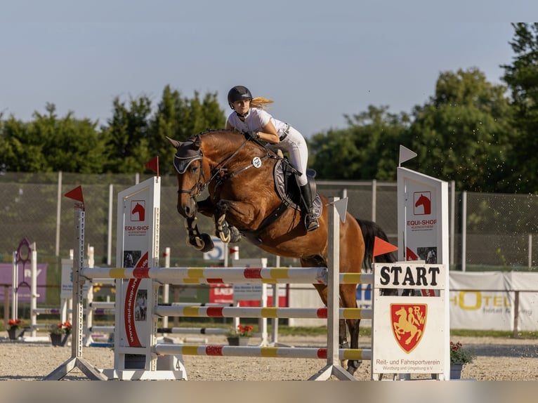 Oldenburg Mare 12 years 16.1 hh Brown in Großlangheim