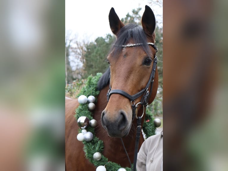 Oldenburg Mare 12 years 16.1 hh Brown in Großlangheim