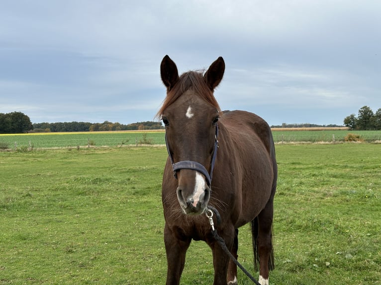 Oldenburg Mare 12 years 16,1 hh Chestnut in TwistringenTwistringen