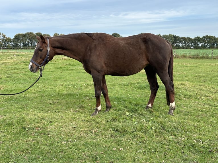 Oldenburg Mare 12 years 16,1 hh Chestnut in TwistringenTwistringen