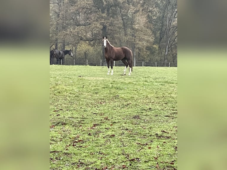 Oldenburg Mare 12 years 16,1 hh Chestnut in Réaup-Lisse