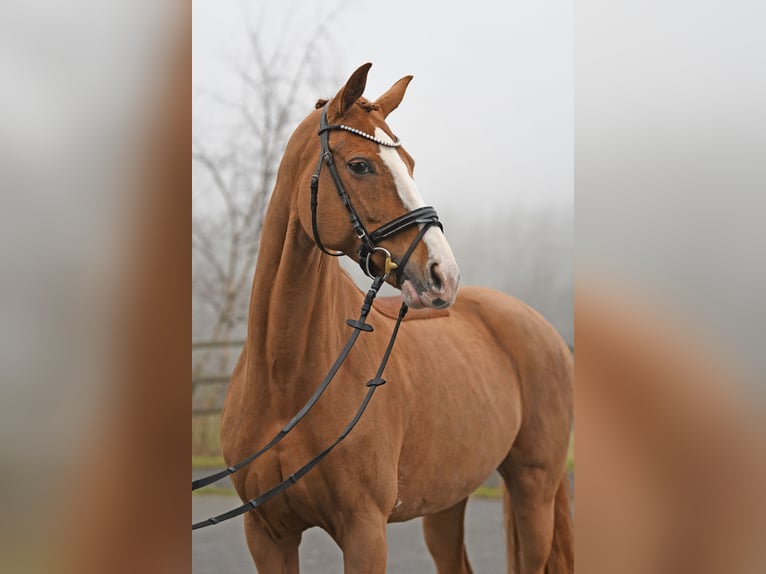 Oldenburg Mare 12 years 16,1 hh Chestnut-Red in Bonefeld