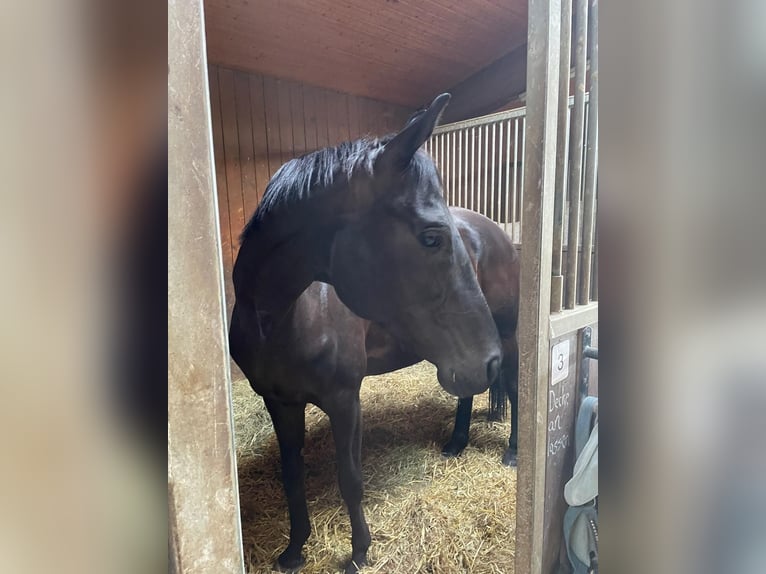 Oldenburg Mare 12 years 16.1 hh Smoky-Black in Bad Herrenalb