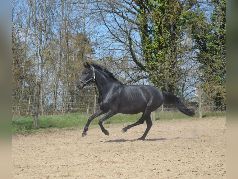 Oldenburg Mare 12 years 16.1 hh Smoky-Black in Bad Herrenalb