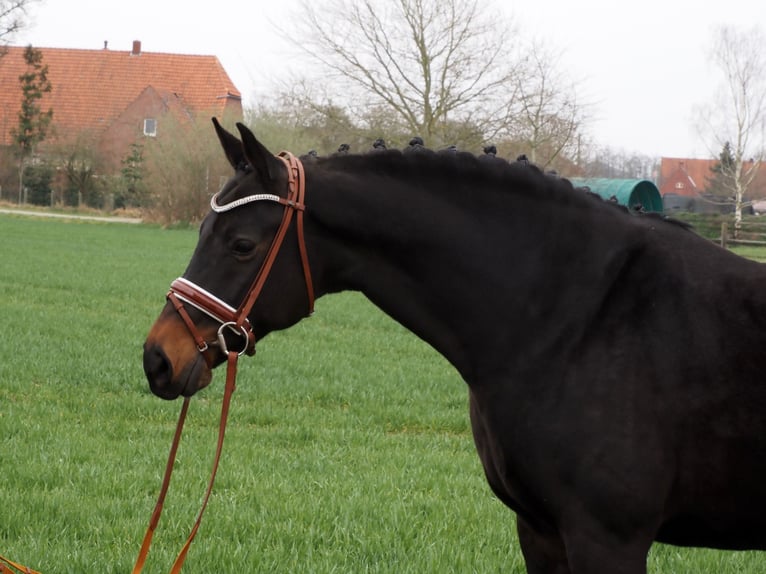 Oldenburg Mare 12 years 16,1 hh Smoky-Black in Bramsche