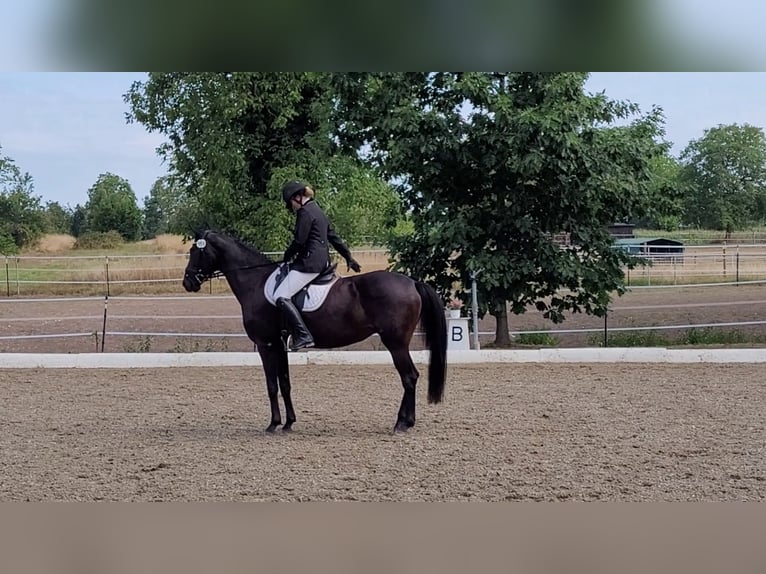Oldenburg Mare 12 years 16.2 hh Bay-Dark in Bad Herrenalb