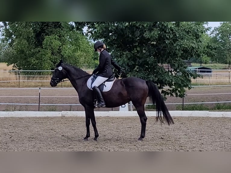 Oldenburg Mare 12 years 16.2 hh Bay-Dark in Bad Herrenalb