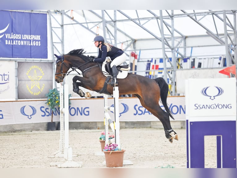 Oldenburg Mare 12 years 16.2 hh Bay in Balatonkenese