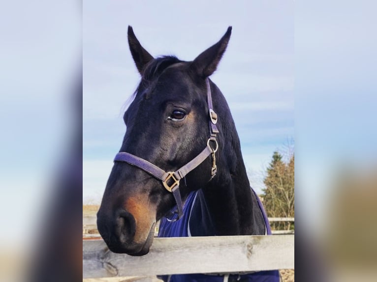 Oldenburg Mare 12 years 16,2 hh Black in Nuthe-Urstromtal