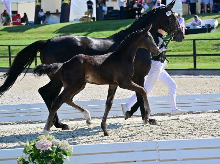 Oldenburg Mare 12 years 16,2 hh Black in Nuthe-Urstromtal