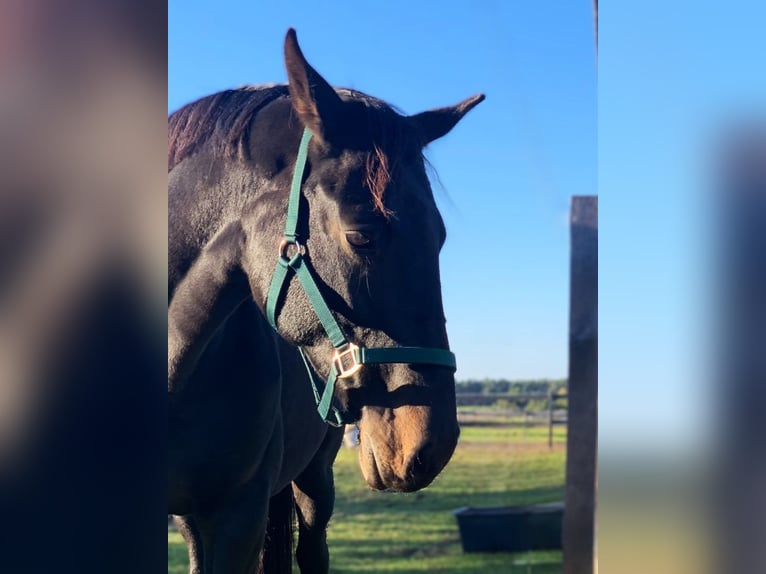 Oldenburg Mare 12 years 16,2 hh Black in Nuthe-Urstromtal