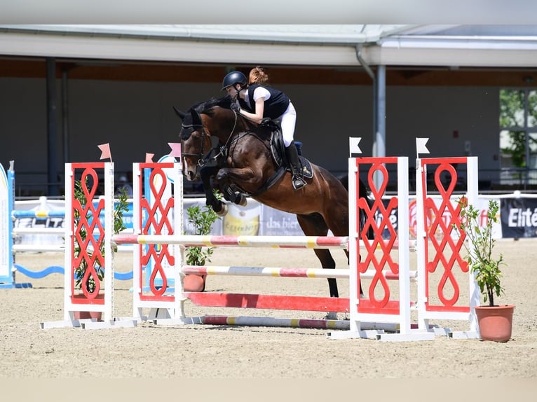 Oldenburg Mare 12 years 16.2 hh Brown in Neunkirchen