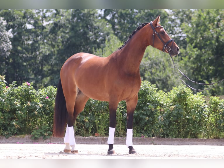 Oldenburg Mare 12 years 16,2 hh Brown in Neu Duvenstedt