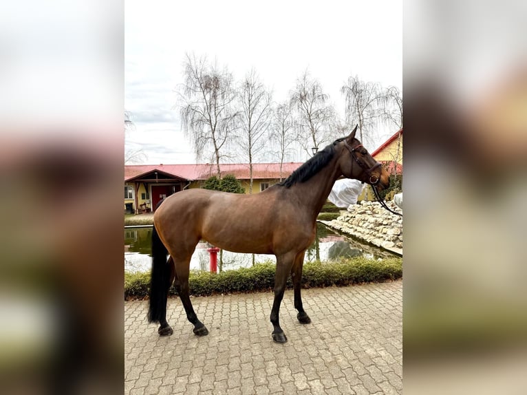 Oldenburg Mare 12 years 16.2 hh Brown in Békéscsaba