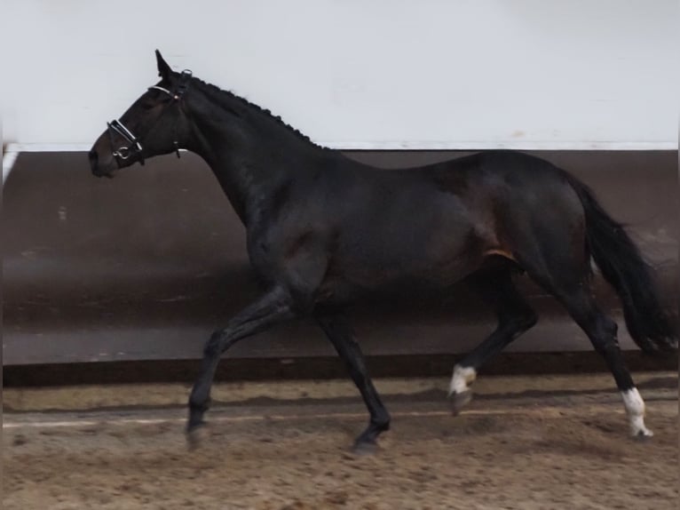 Oldenburg Mare 12 years 16,2 hh Smoky-Black in Bramsche