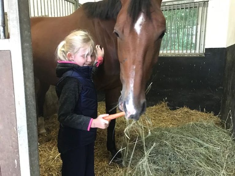 Oldenburg Mare 12 years 16.3 hh Brown in Wanfried