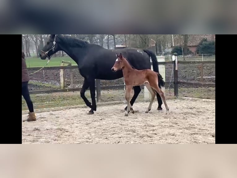 Oldenburg Mare 12 years 16,3 hh Smoky-Black in Ankum