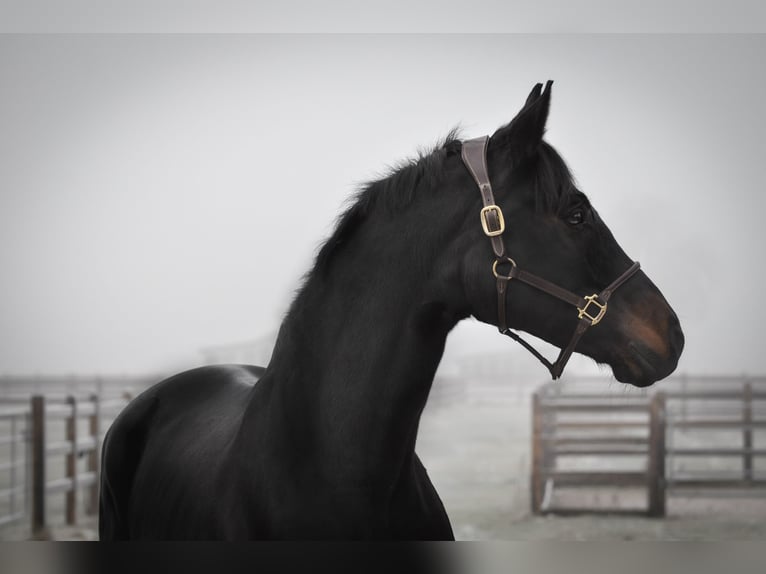 Oldenburg Mare 12 years 16.3 hh Smoky-Black in Fraunberg