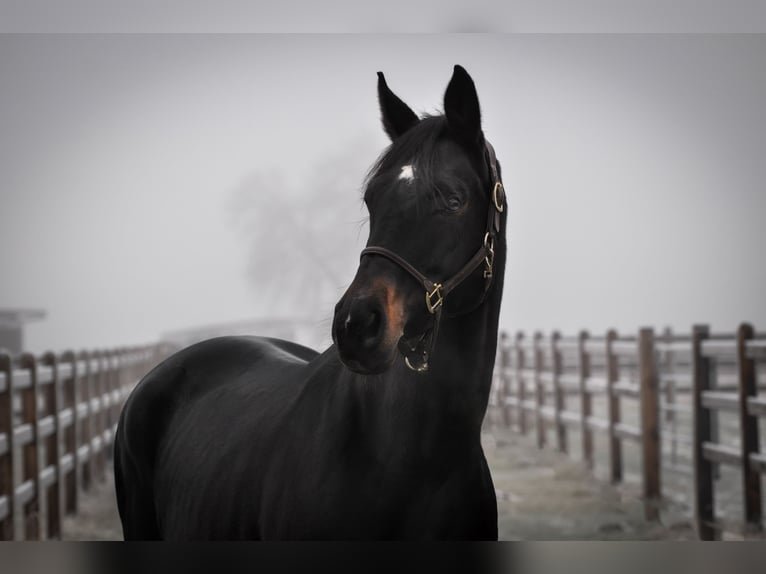 Oldenburg Mare 12 years 16.3 hh Smoky-Black in Fraunberg