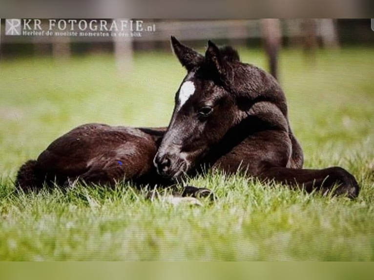 Oldenburg Mare 12 years 16 hh Bay-Dark in Echt