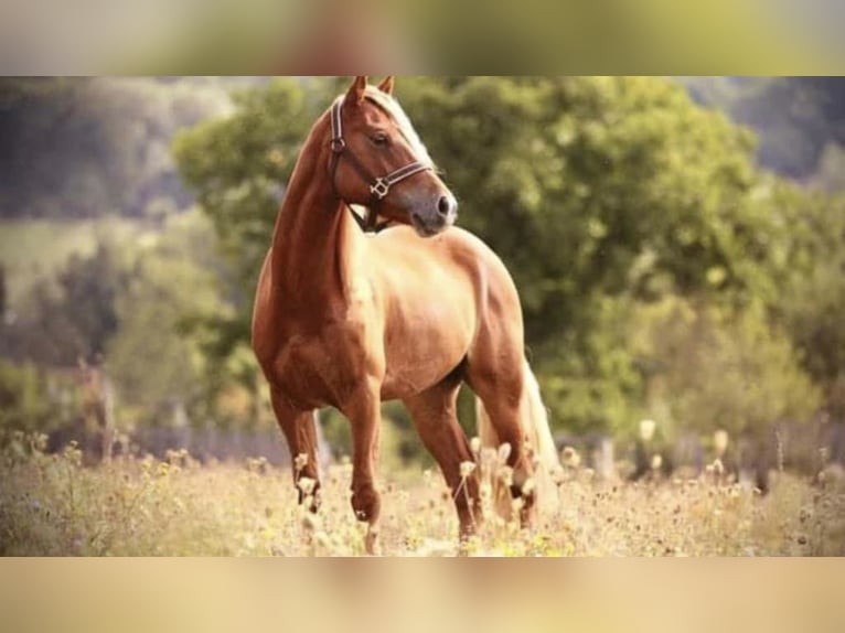 Oldenburg Mare 12 years 16 hh Bay-Dark in Pelmberg