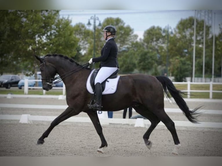 Oldenburg Mare 12 years 16 hh Bay-Dark in Pelmberg