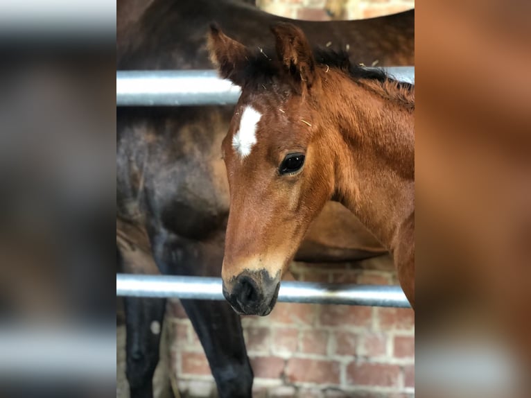 Oldenburg Mare 12 years 16 hh Brown in Hardegsen