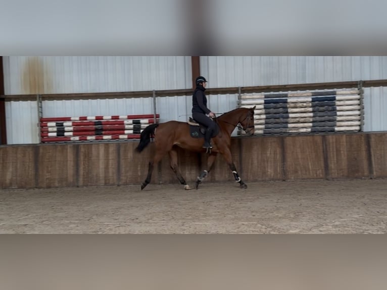 Oldenburg Mare 12 years 16 hh Brown in Oud Gastel