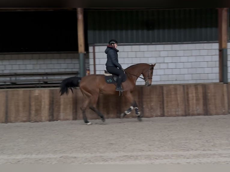 Oldenburg Mare 12 years 16 hh Brown in Oud Gastel