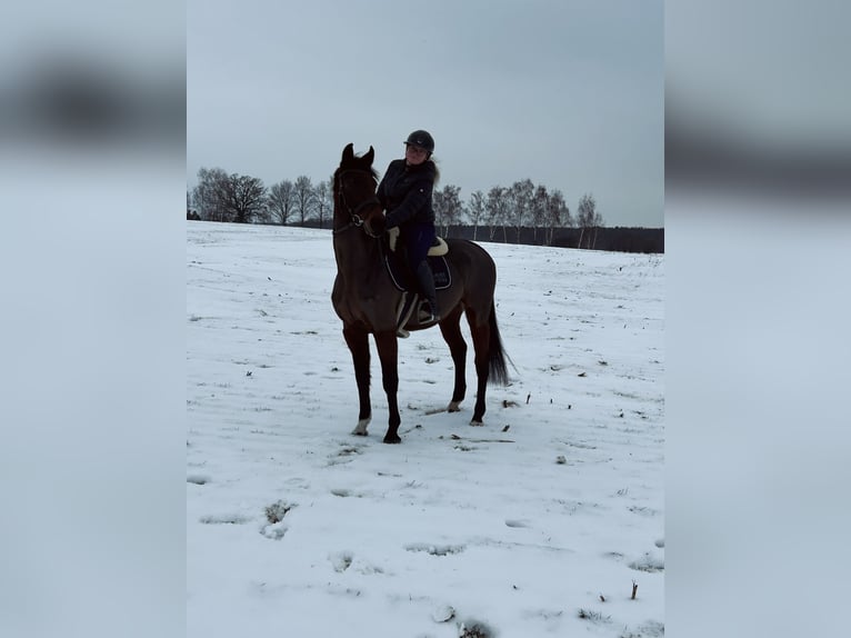 Oldenburg Mare 12 years 16 hh Brown in Grimma