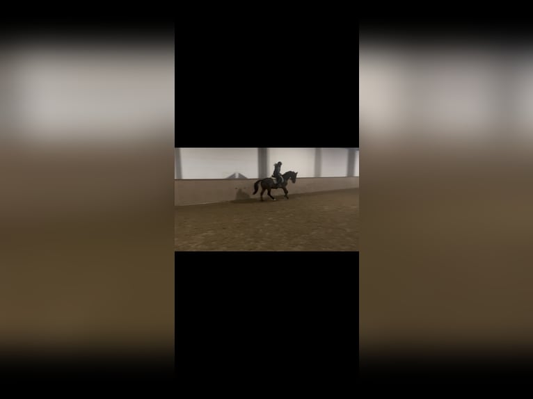 Oldenburg Mare 12 years 16 hh Brown in Grimma