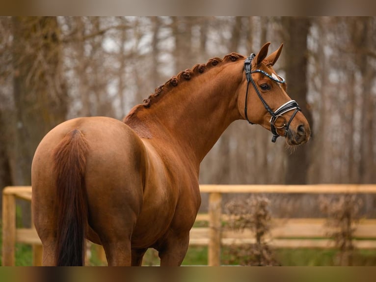 Oldenburg Mare 12 years 16 hh Chestnut-Red in Lachen