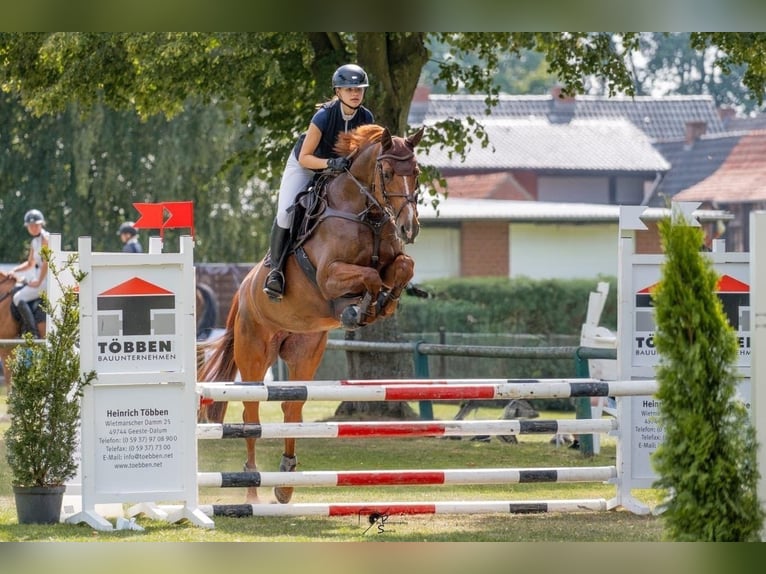 Oldenburg Mare 12 years 16 hh Chestnut-Red in Meppen